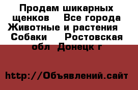 Продам шикарных щенков  - Все города Животные и растения » Собаки   . Ростовская обл.,Донецк г.